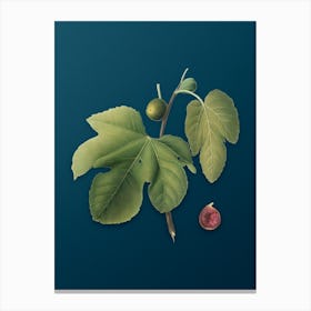 Vintage Briansole Figs Botanical Art on Teal Blue n.0509 Canvas Print
