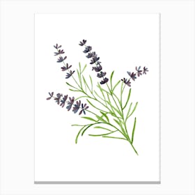 Lavender Flower Canvas Print