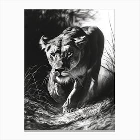Barbary Lion Charcoal Drawing Lioness 2 Canvas Print