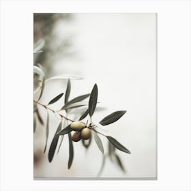 Olive Branch Canvas Print