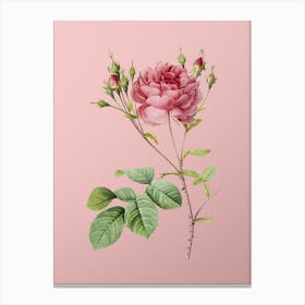 Vintage Pink Cumberland Rose Botanical on Soft Pink n.0774 Canvas Print