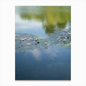 Water lilies and reflection in a pond 2 Canvas Print