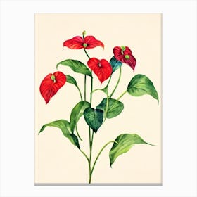 Anthurium Vintage Flowers Flower Canvas Print