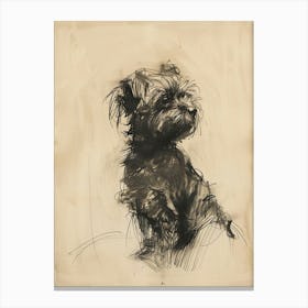 Lowchen Dog Charcoal Line 1 Canvas Print