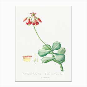 Cotyledon Orbiculata, Pierre Joseph Redoute Canvas Print