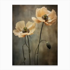 Poppies 21 Canvas Print