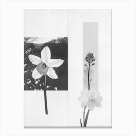 Daffodil Flower Photo Collage 6 Canvas Print