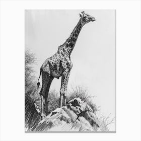 Giraffe On The Cliff Edge Pencil Drawing 1 Canvas Print