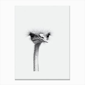 Ostrich B&W Pencil Drawing 2 Bird Canvas Print