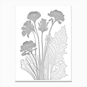 Angelica Herb William Morris Inspired Line Drawing 3 Canvas Print