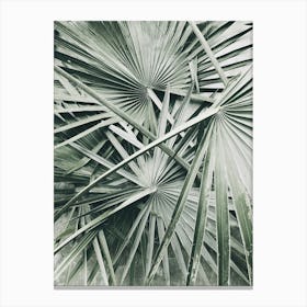 Palm Leaves Canvas Print