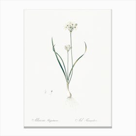 Three Cornered Leek Illustration From Les Liliacées (1805), Pierre Joseph Redoute Canvas Print