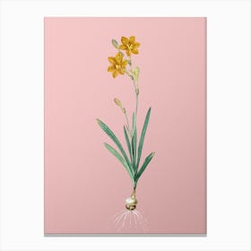 Vintage Coppertips Botanical on Soft Pink n.0139 Canvas Print