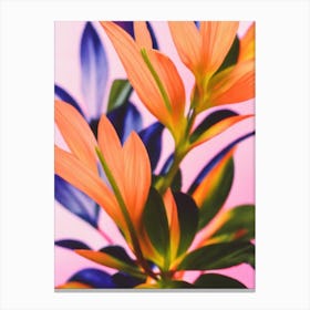 Blackberry Lily Colourful Illustration Plant Canvas Print