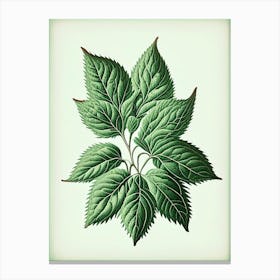 Mint Leaf Vintage Botanical 1 Canvas Print