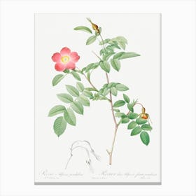 Alpine Rose, Pierre Joseph Redoute 1 Canvas Print