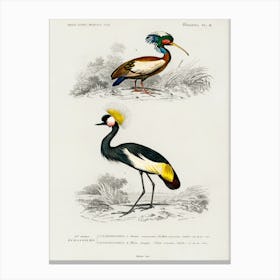 Different Types Of Birds, Charles Dessalines D'Orbigny 30 Canvas Print