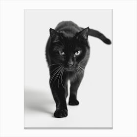 Black Cat Walking 1 Canvas Print