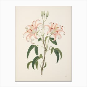 Himeyuri Okinawan Lily 1 Vintage Japanese Botanical Canvas Print