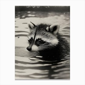 Swimming Raccoon Vintage Photography Canvas Print