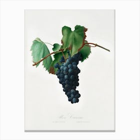 Grape Vine (Vitis Vinifera Niciensis) From Pomona Italiana (1817 1839) , Giorgio Gallesio 1 Canvas Print