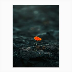 Single Flower On A Rock 3 Canvas Print