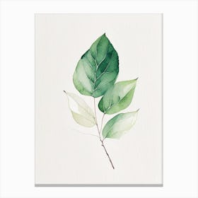 Salal Leaf Minimalist Watercolour 1 Canvas Print