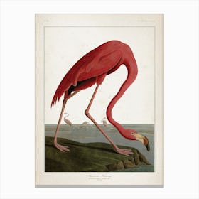 Vintage Audubon 1 American Flamingo Canvas Print