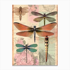 Dragonfly Vintage Species 4 Canvas Print
