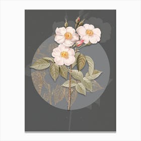 Vintage Botanical Rose of Castile on Circle Gray on Gray n.0311 Canvas Print