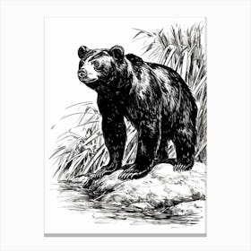 Malayan Sun Bear Standing On A Riverbank Ink Illustration 1 Canvas Print