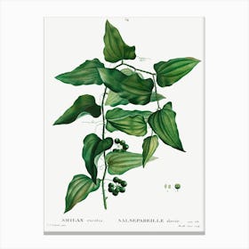 Smilax, Pierre Joseph Redoute 1 Canvas Print