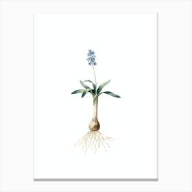 Vintage Scilla Lingulata Botanical Illustration on Pure White n.0302 Canvas Print