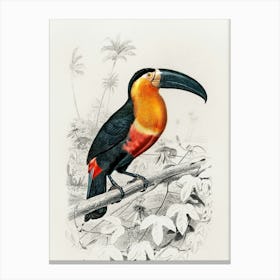 Toucan 1 Canvas Print