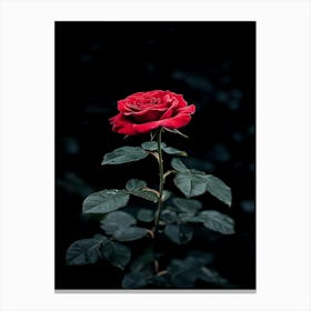 Dark Rose 50 Canvas Print