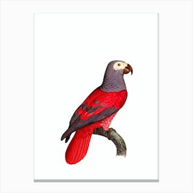 Vintage African Grey Parrot Bird Illustration on Pure White 1 Canvas Print