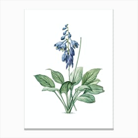 Vintage Daylily Botanical Illustration on Pure White n.0460 Canvas Print