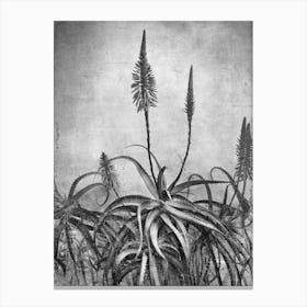 Aloe Grunge Canvas Print