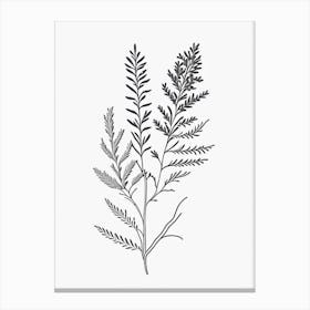 Alfalfa Herb William Morris Inspired Line Drawing Canvas Print