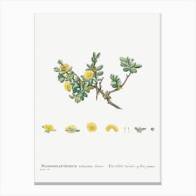 Mesembryanthemum Echinatum, Pierre Joseph Redoute Canvas Print
