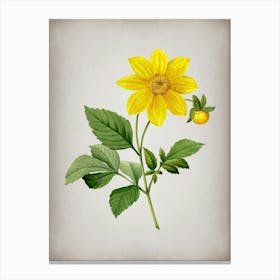 Vintage Dahlia Simplex Botanical on Parchment n.0542 Canvas Print