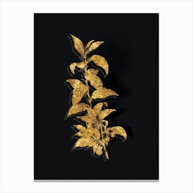 Vintage Cherry Botanical in Gold on Black n.0558 Canvas Print