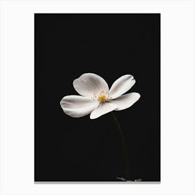 White Anemone Flower 2 Canvas Print