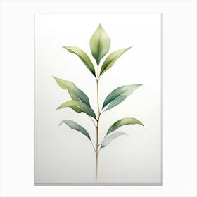 Green Tea Plant 1 Canvas Print