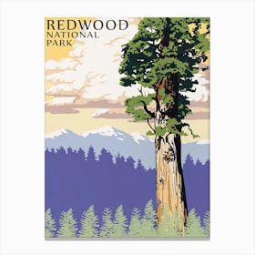 Redwood National Park Canvas Print