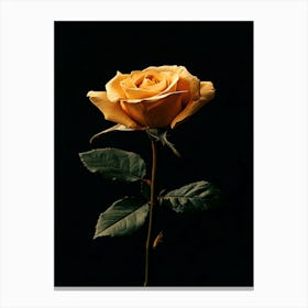 Yellow Rose 4 Canvas Print