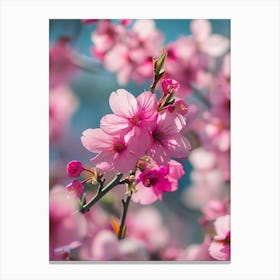 Cherry Blossoms 2 Canvas Print