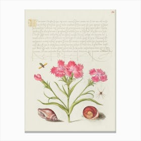 Insect, Sweet William, Spider, Marine Mollusk, And Eye Of Santa Lucia From Mira Calligraphiae Monumenta, Joris Hoefnagel Canvas Print