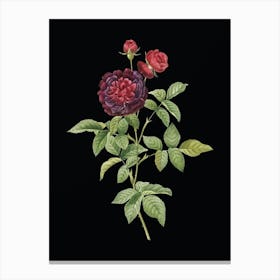 Vintage One Hundred Leaved Rose Botanical Illustration on Solid Black n.0878 Canvas Print