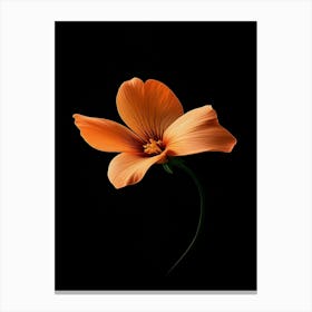 Orange Flower On Black Background 6 Canvas Print